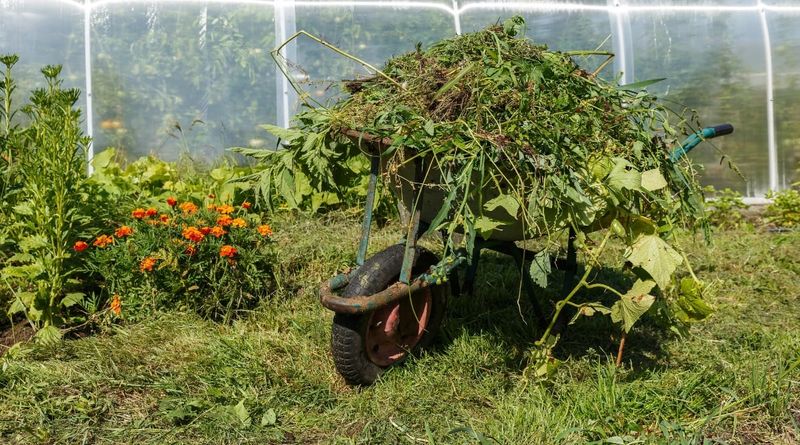 Thoroughly Clean Up Plant Debris