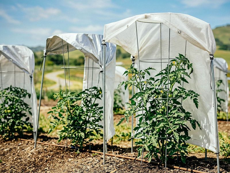 Provide Afternoon Shade During Heatwaves