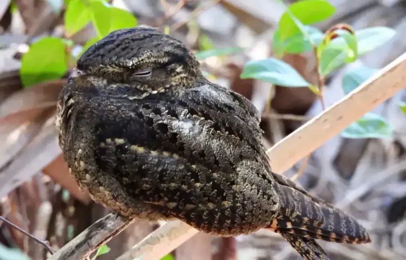 Check the sound before naming the species