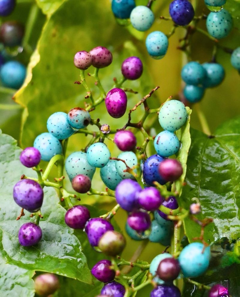 Porcelainberry (Ampelopsis brevipedunculata)