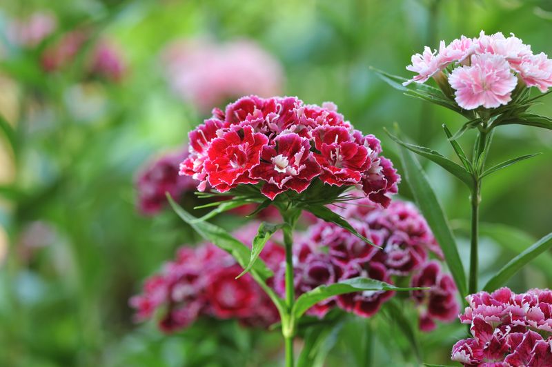 Dianthus