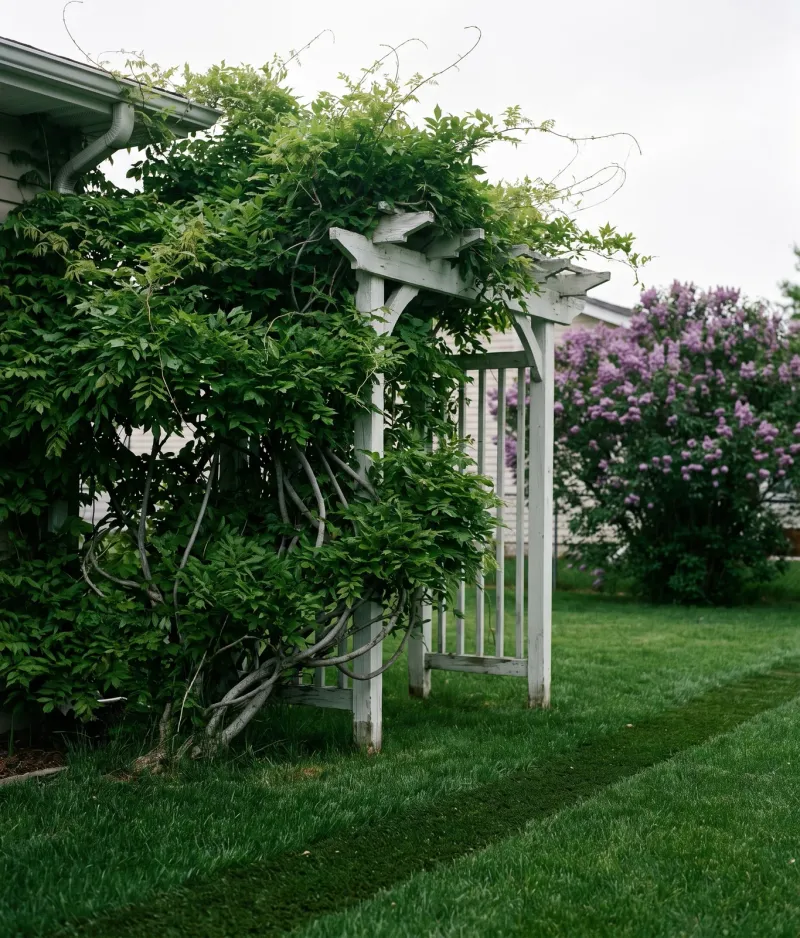 A leafy wisteria can fail to bloom for several reasons