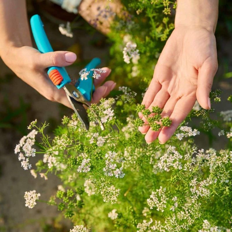 Cilantro may be losing the season, not the soil