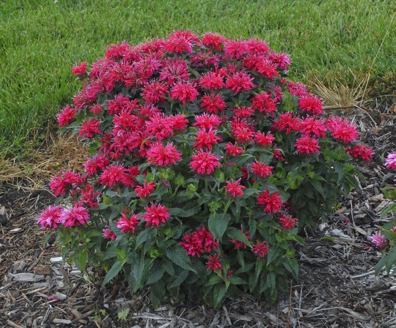 Bee Balm (Monarda)