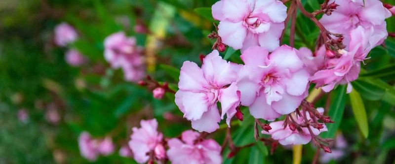 Oleander