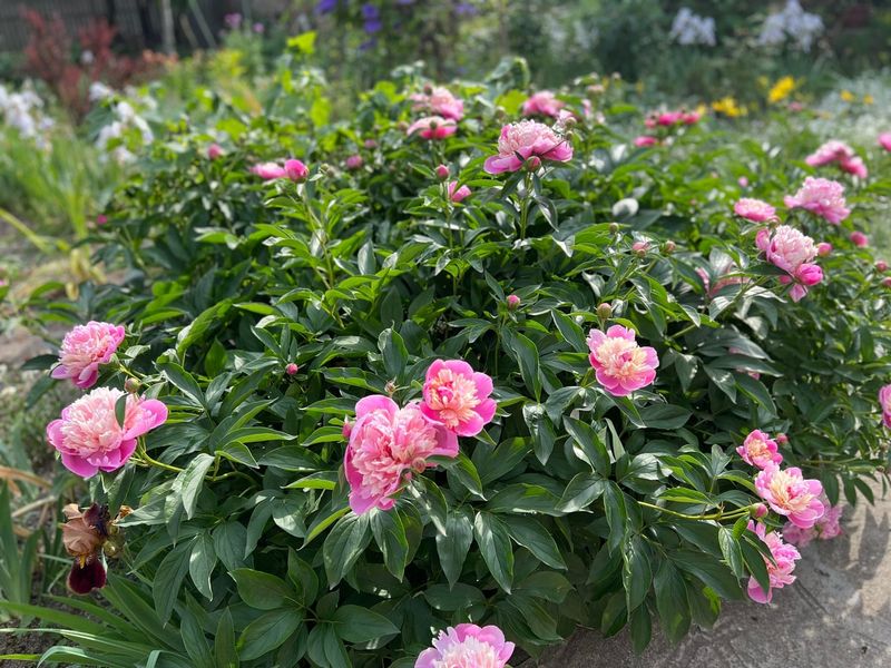 Maintain Healthy Foliage Throughout Summer