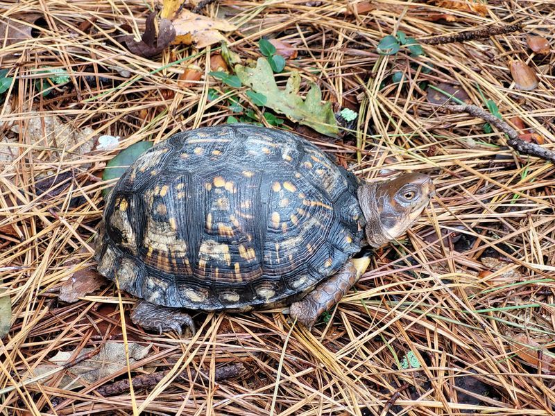Give an encountered turtle space