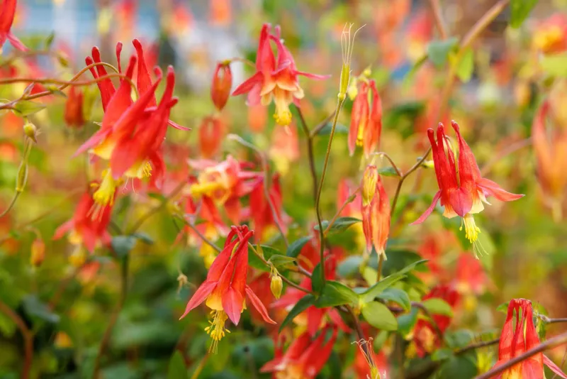 Columbine (Aquilegia canadensis)