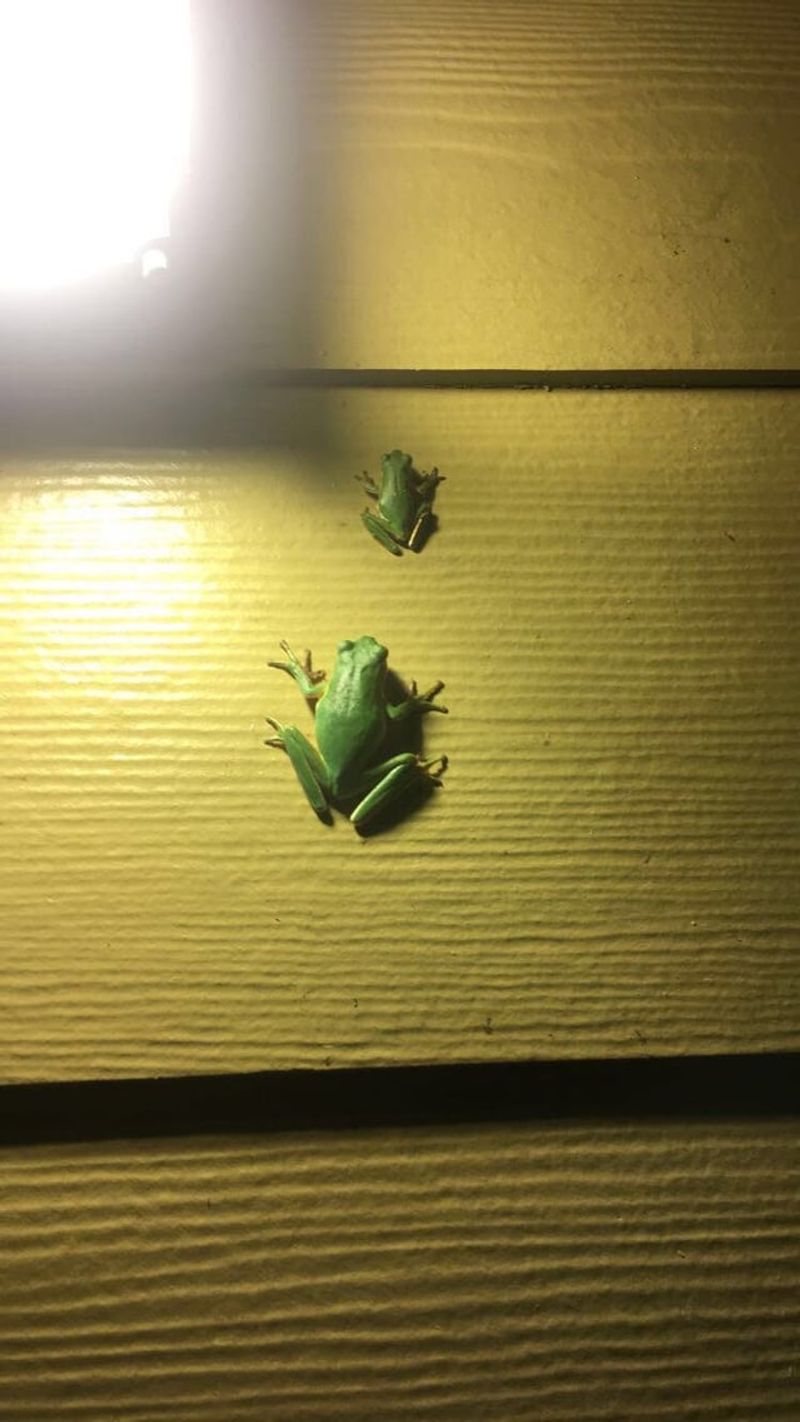 The porch light may be the immediate attraction