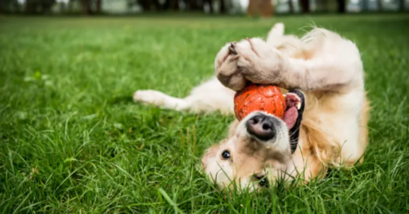Keep Feet and Paws Off