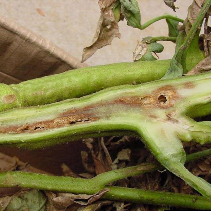 Bacterial Canker