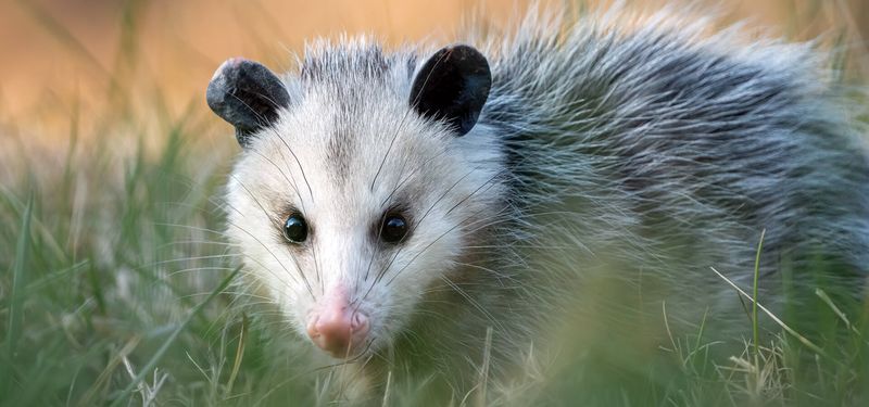 A Nighttime Opossum Is a Neighbor, Not a Diagnosis