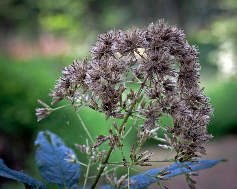 Joe-Pye Weed (Eutrochium spp.)