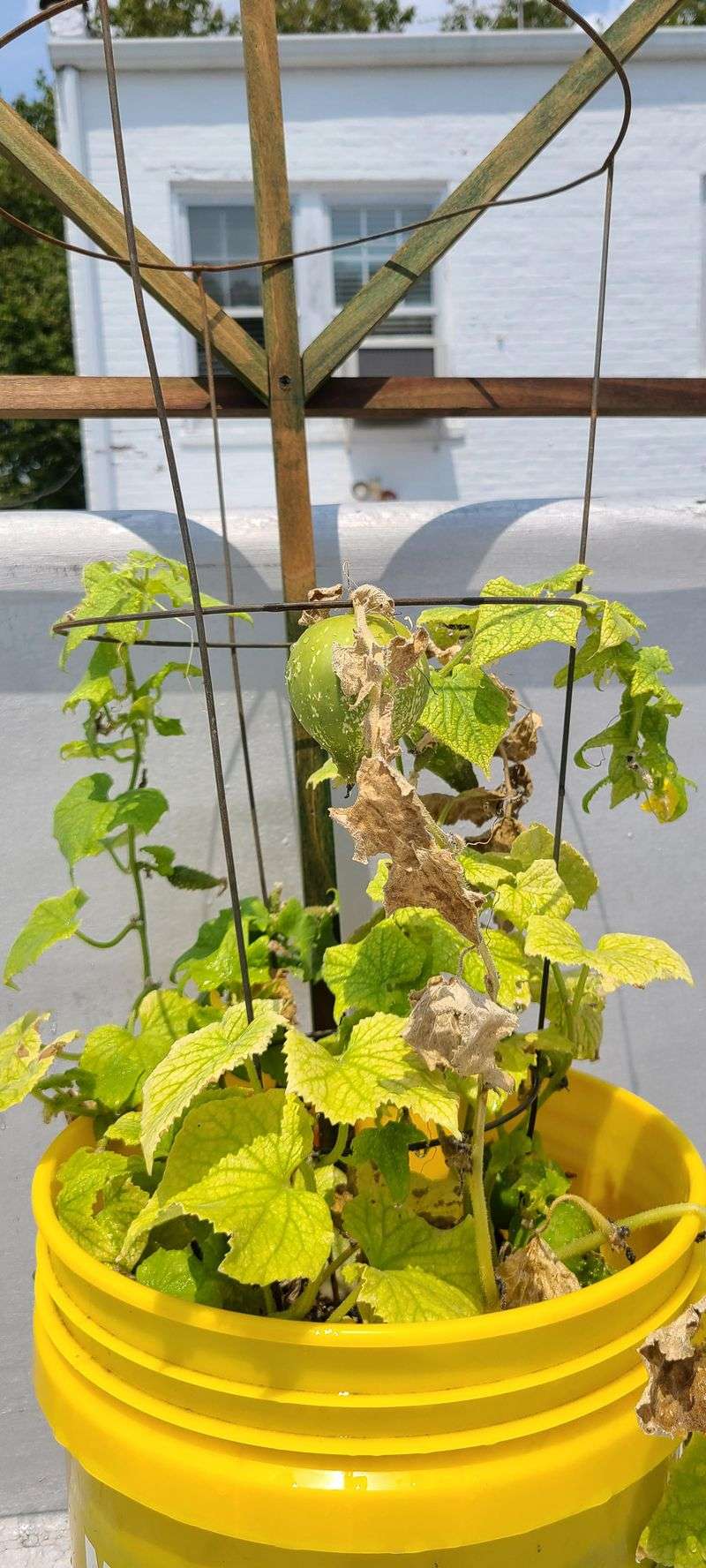 Overwatering