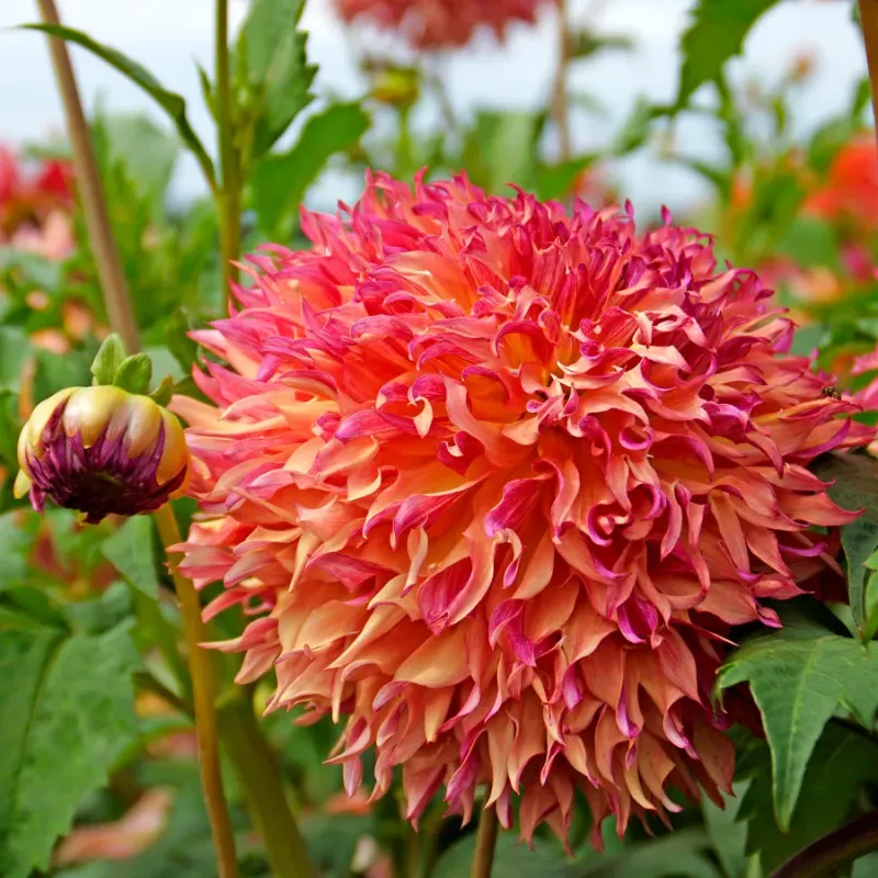 Dahlia