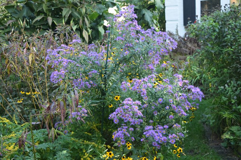 Match the schedule to the kind of aster