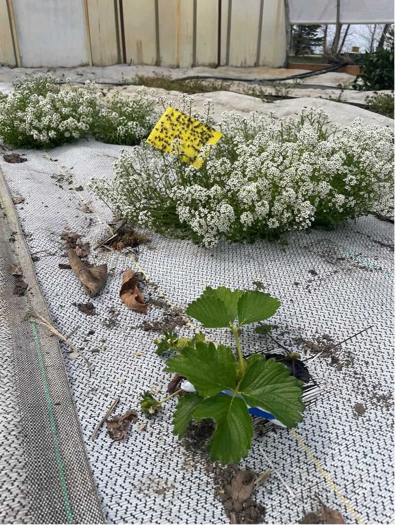 Alyssum