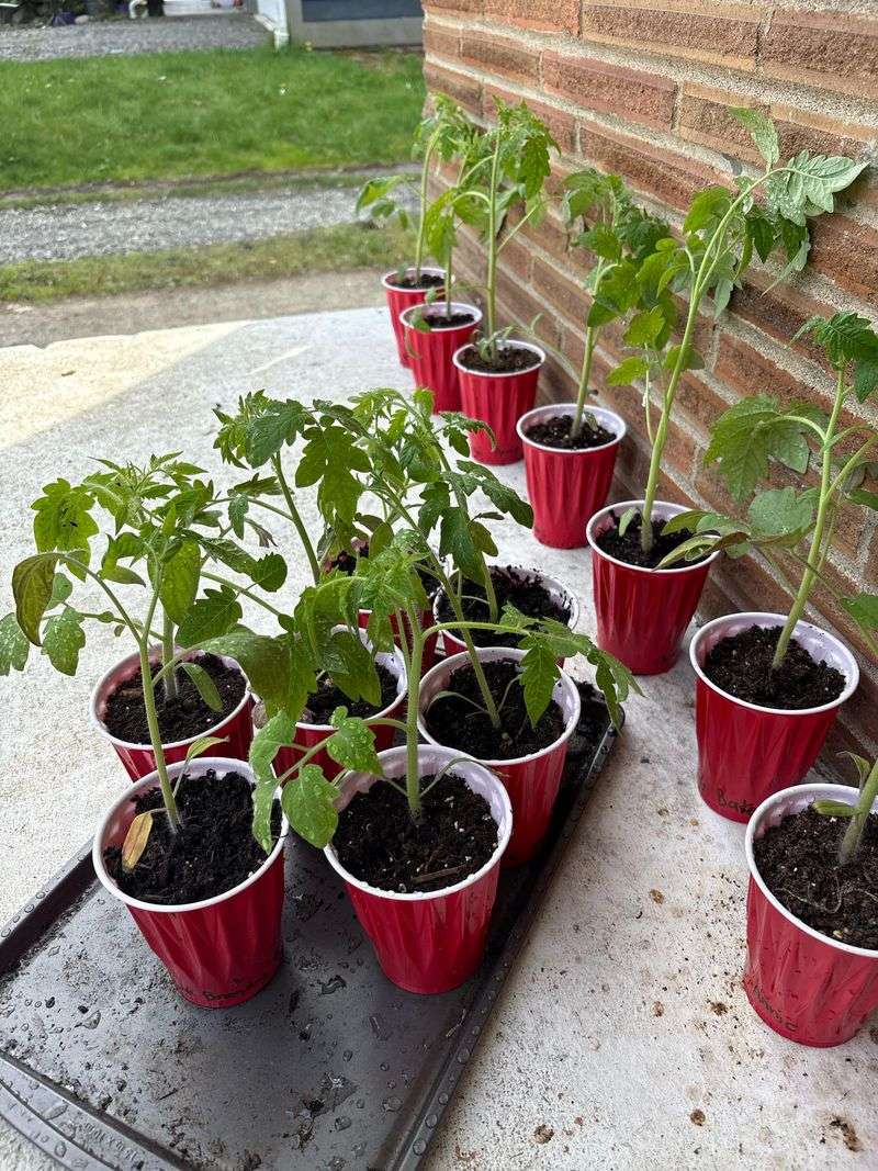 Inadequate light can reduce vigor, flowering, and production