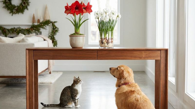 Keep amaryllis away from cats and dogs