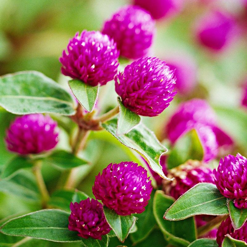 Gomphrena