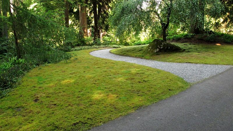 A mossy patch does not always need rescuing