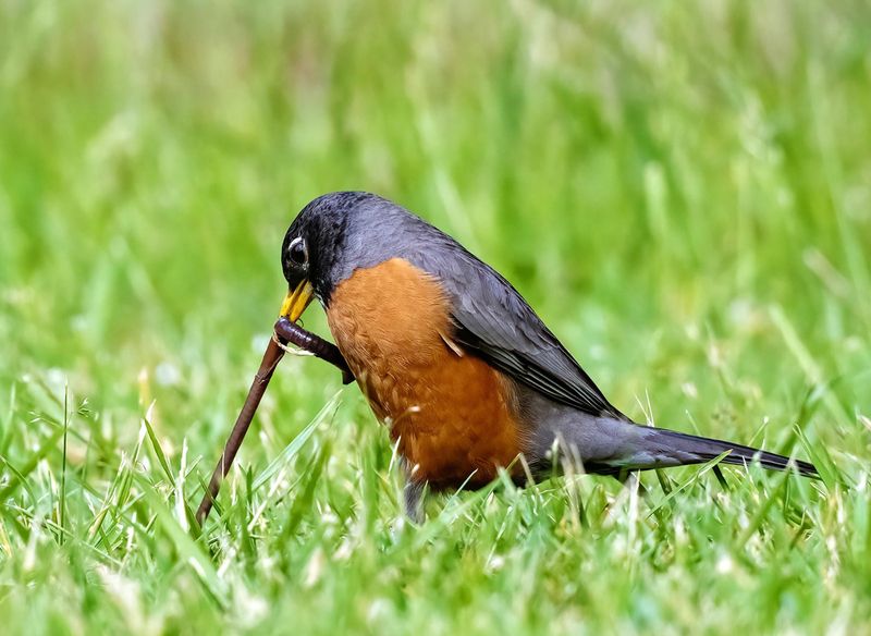 American Robins