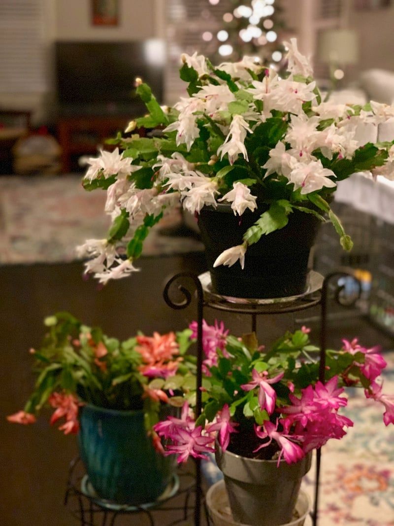 Evening light can interfere with flowering, but it does not guarantee failure