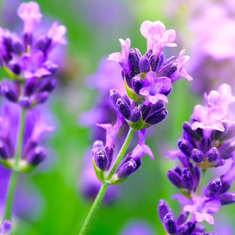 Lavender