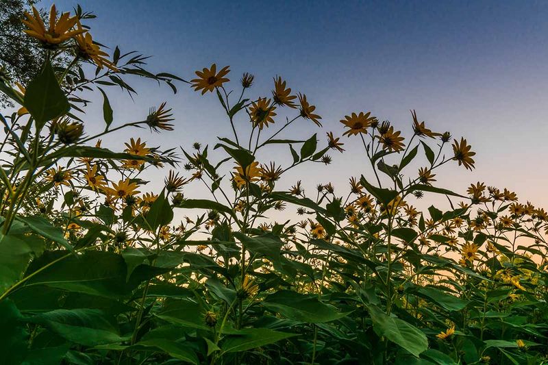 Match the Plant to Your North Carolina Site
