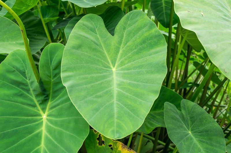 Elephant Ears