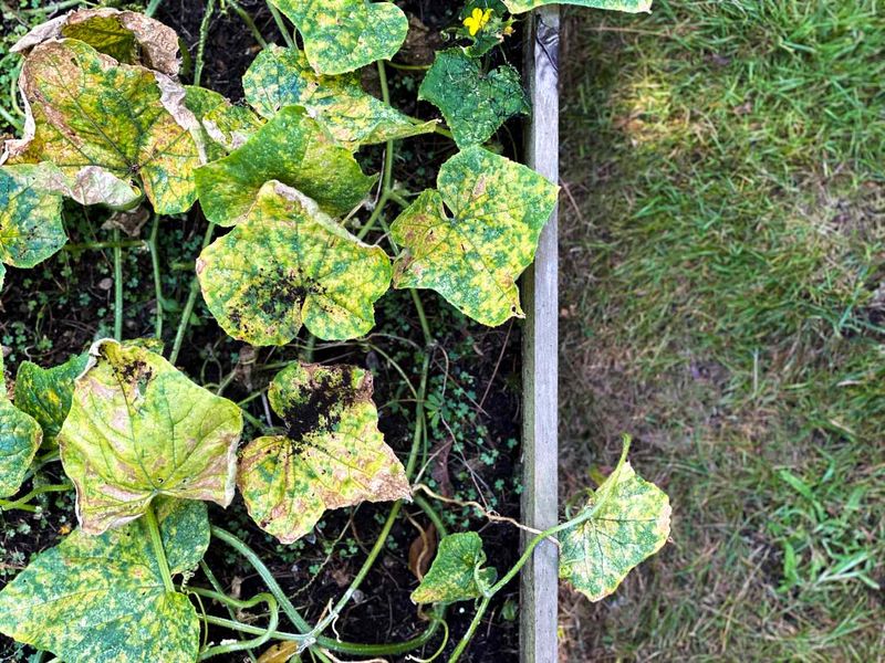 Mosaic growth or sudden wilt needs a different response