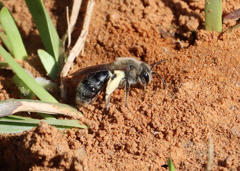 Unsung Solitary Bees