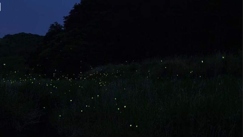 Darkness Is Part of the Habitat