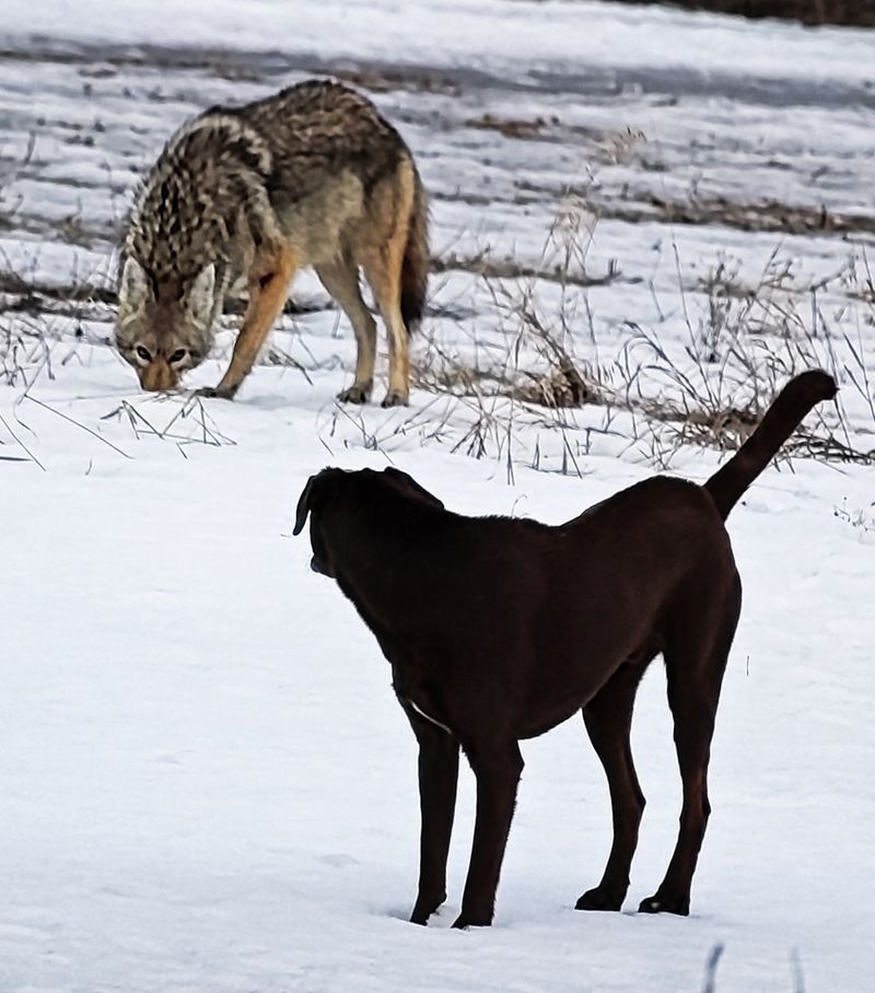 The sound alone says little about pets or yard wildlife