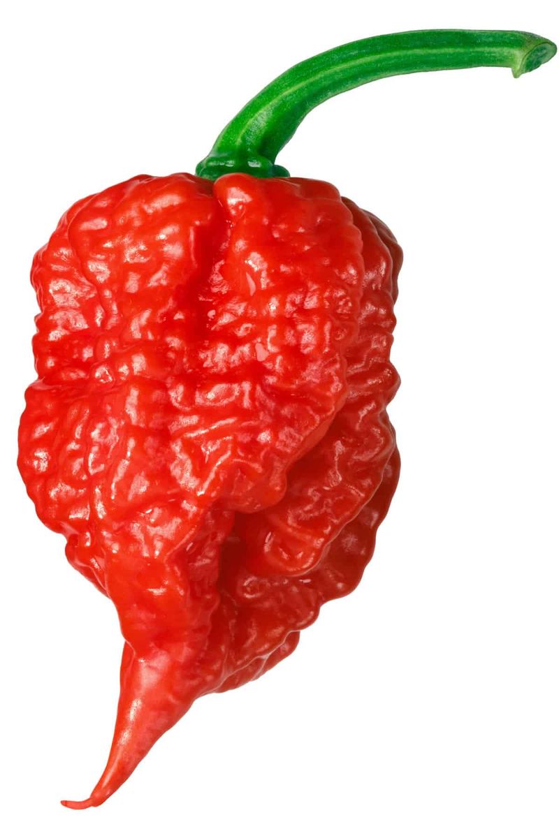 Carolina Reaper chili