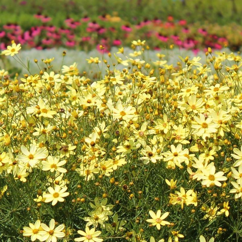Coreopsis Threadleaf Types