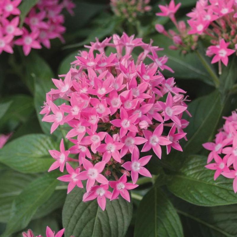 Pentas (Egyptian Star Flower)