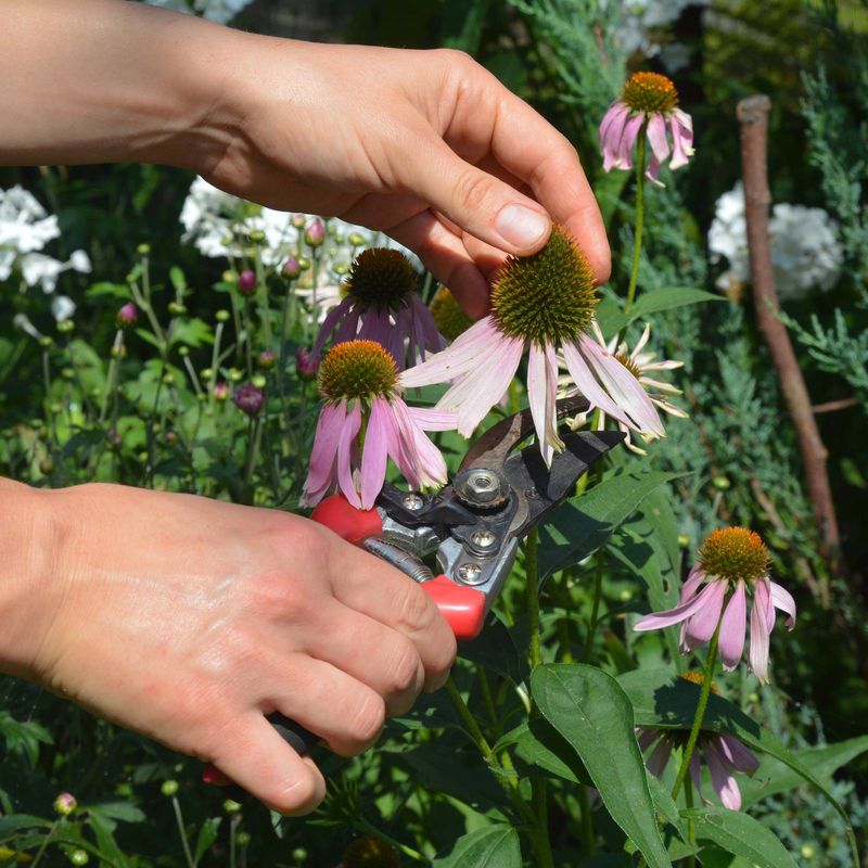 When can you cut established plants back?