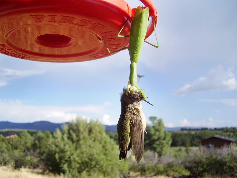 Protect the wider food web around large mantises