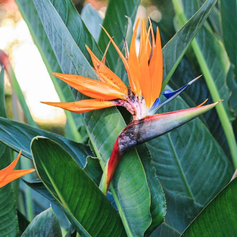 Orange Bird of Paradise (Strelitzia reginae)