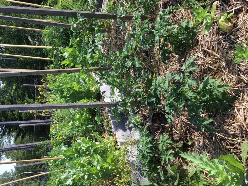 Thin, water, and stop unnecessary fertilizer applications now