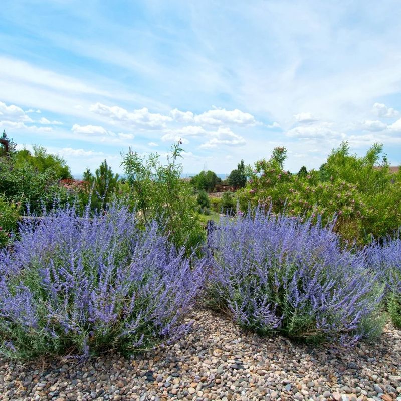 Russian Sage (Perovskia)