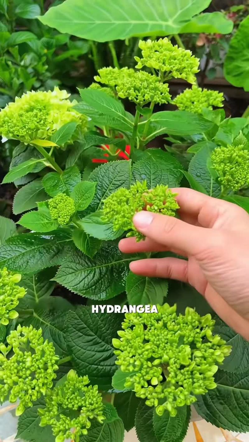 Feeding with High-Nitrogen Fertilizer