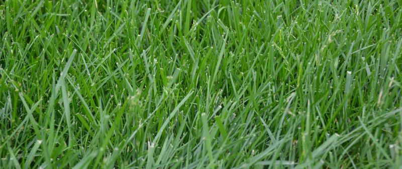 Check your grass type and local seeding window