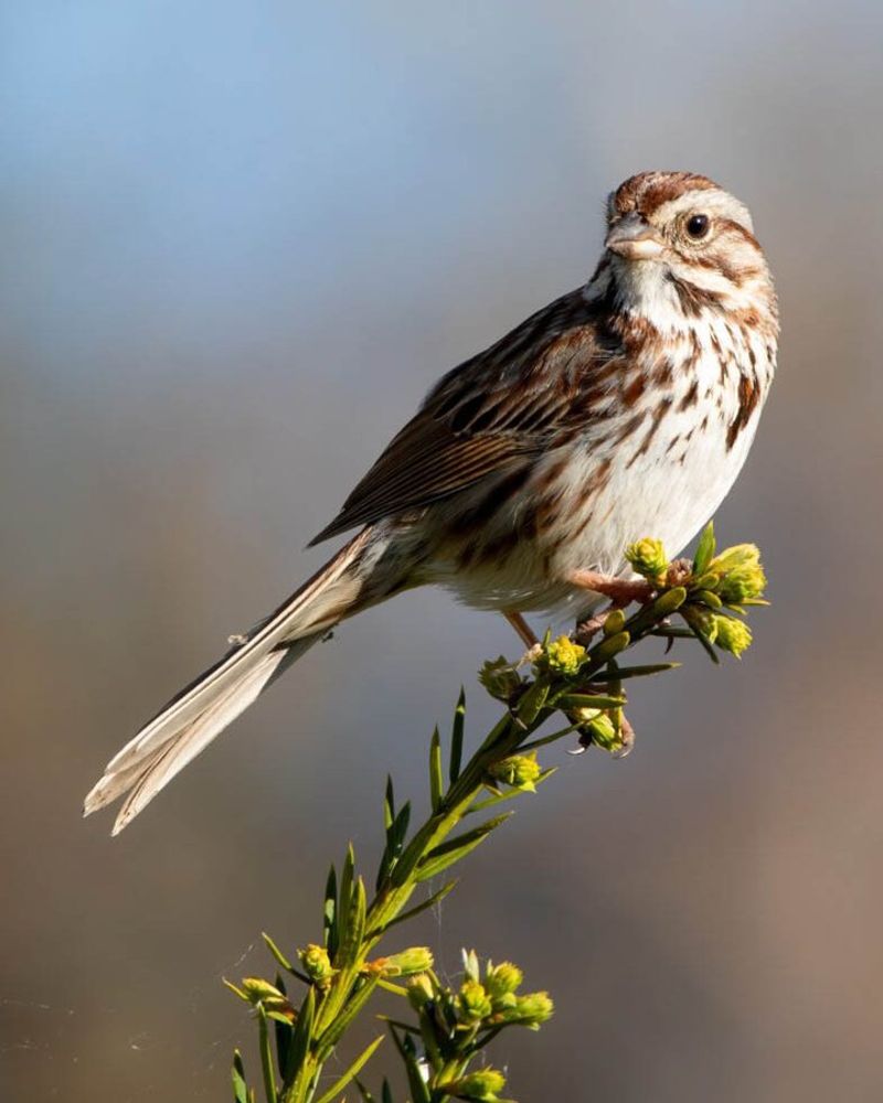 Native Sparrows