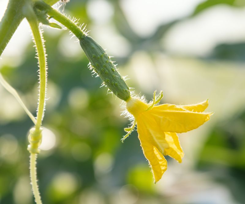 High-Potassium Fertilizer for Cucumbers (5-10-10)
