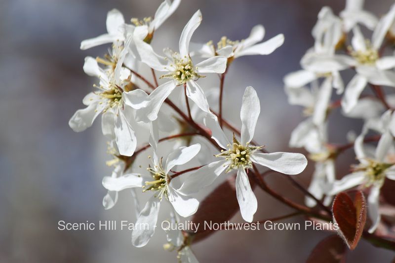 Serviceberry (Amelanchier spp.)