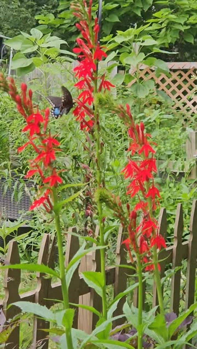 Keep the Plant Away From Grazing People and Pets