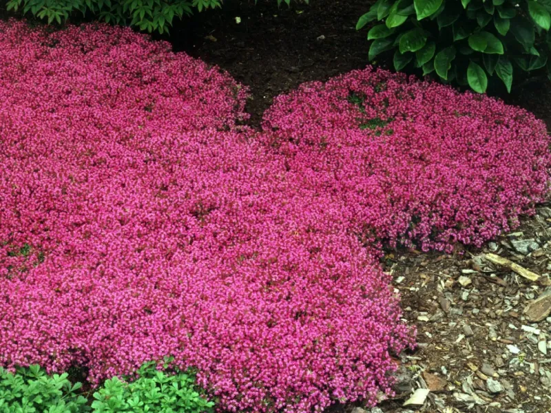 Creeping thyme supplies the mat, not the native-plant label