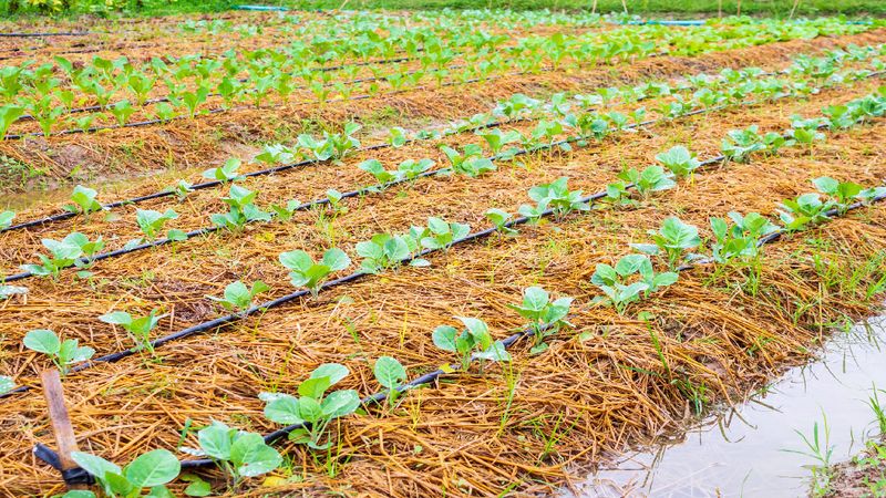 Your irrigation method can matter more than the clock
